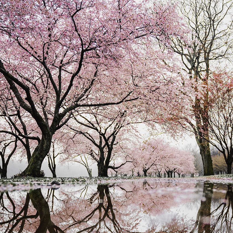 Psicoterapia e Consulta Psicológica