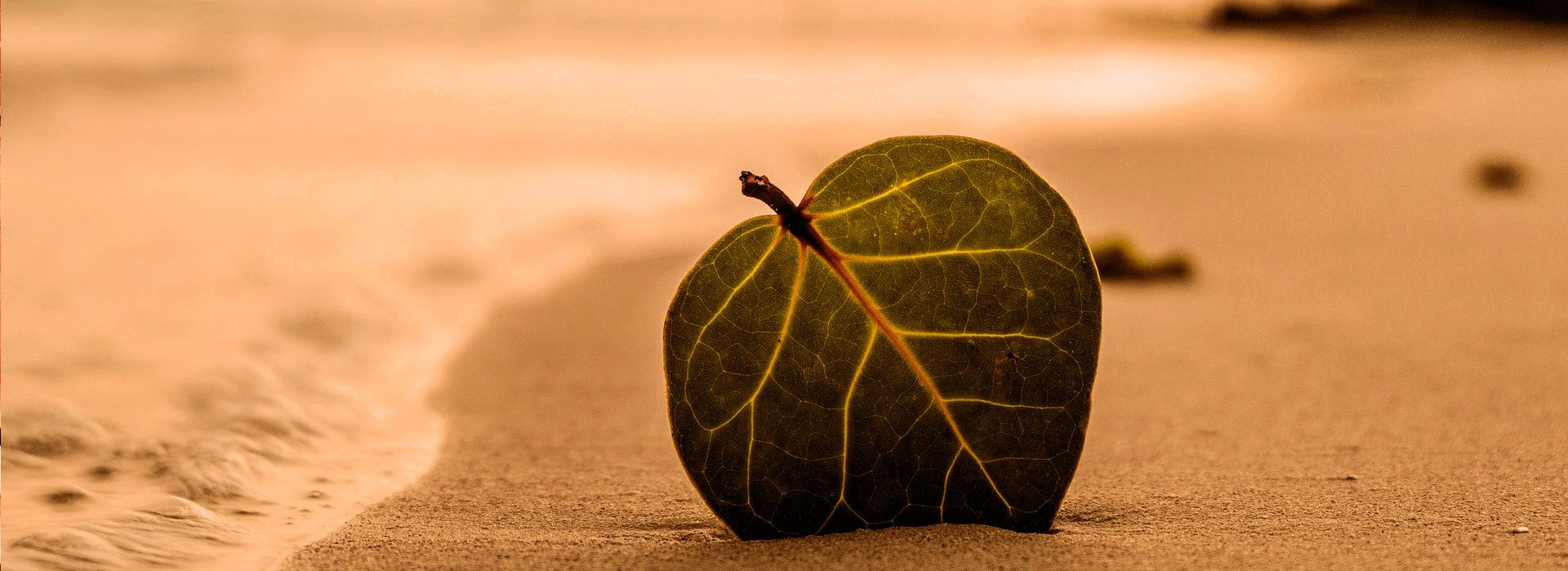 Carolina Abreu Psicologia e Psicoterapia